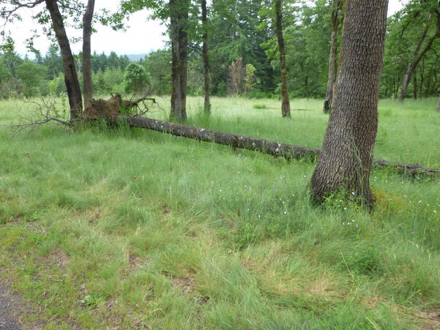 Logs may be tempting as a resting place - do not leave the trail - poison oak off trail Logs may be tempting as a resting place - do not leave the trail - poison oak off trail